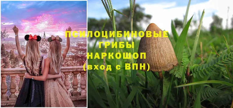 Галлюциногенные грибы Psilocybe  где продают наркотики  площадка официальный сайт  Емва 